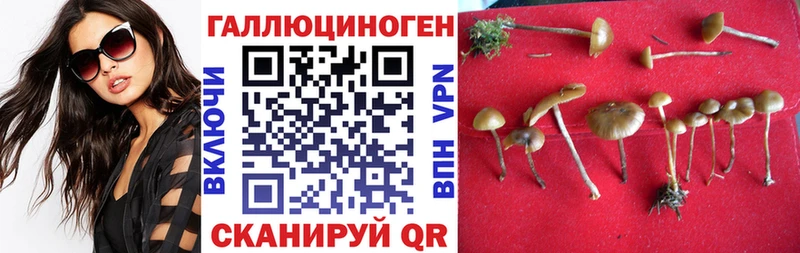 наркотики Лукоянов Галлюциногенные грибы Psilocybe